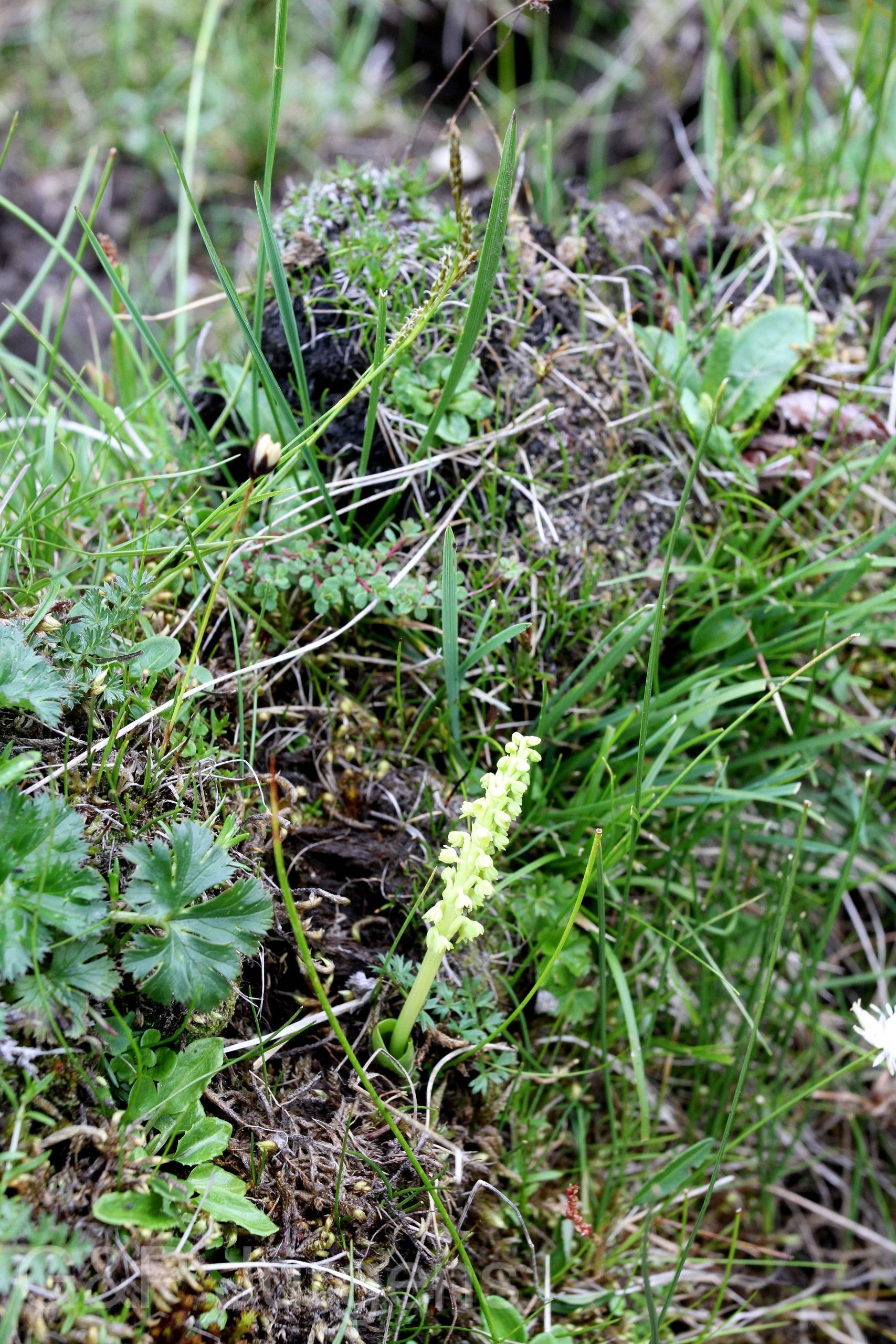 Herminium monophyllum — Orchideaceae