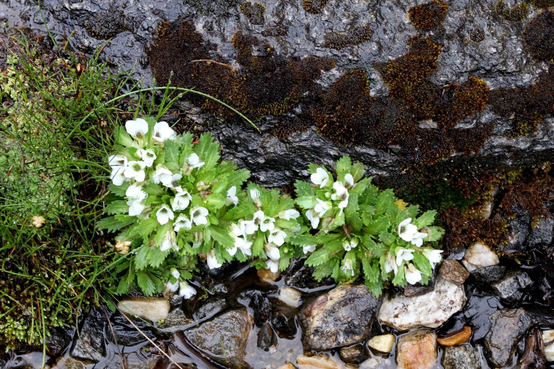 Pycnoplinthopsis bhutanica — Brassicaceae
