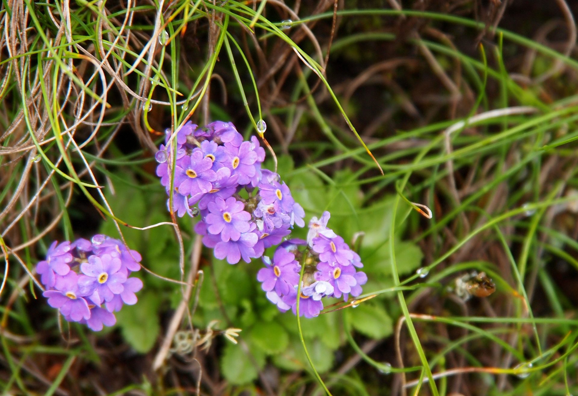 Primula gambeliana — Primulaceae