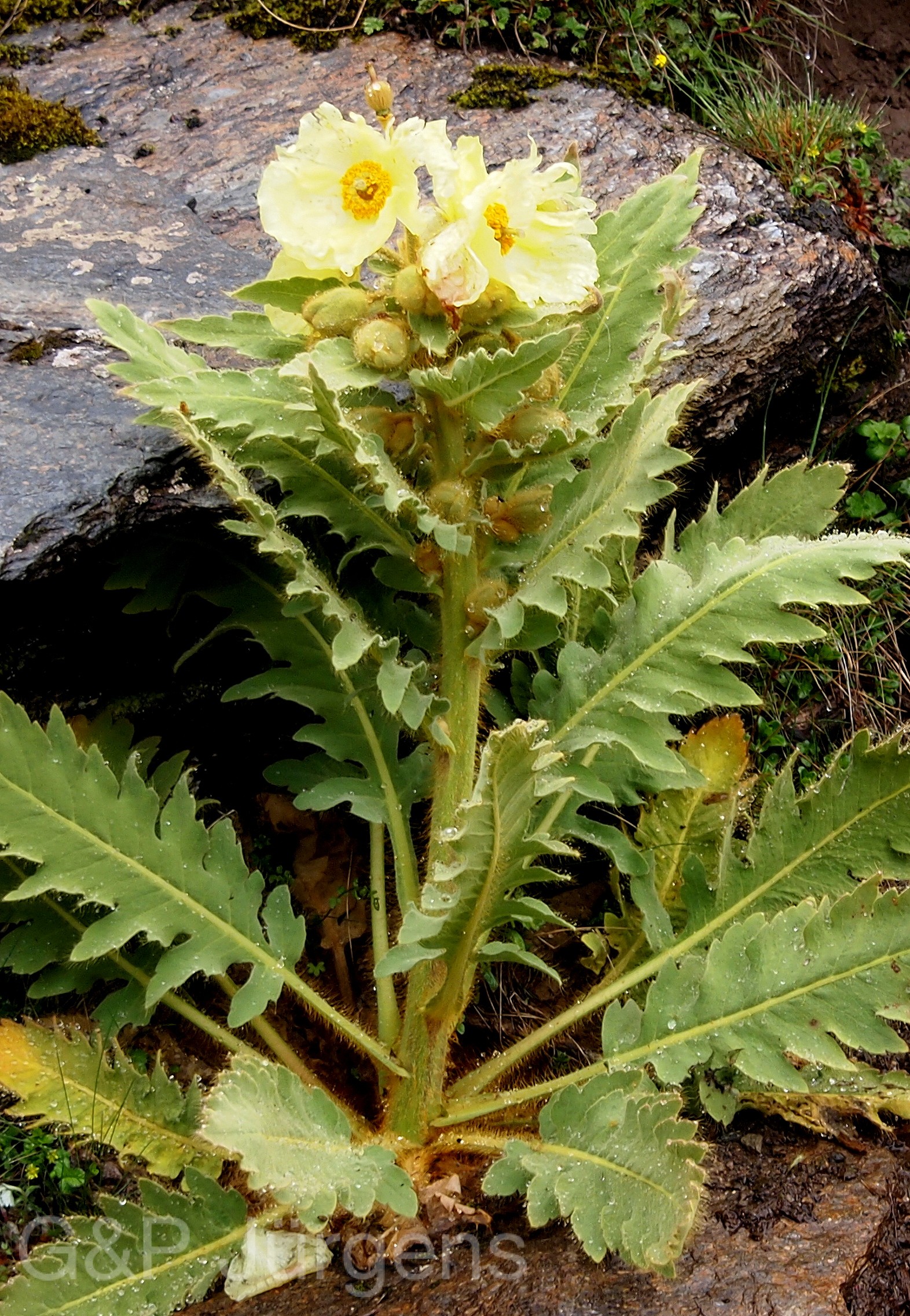 Meconopsis napaulensis — Papaveraceae