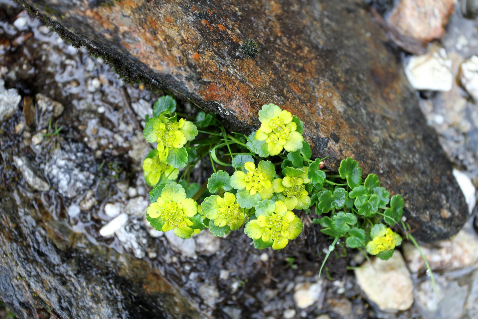 Chrysosplenium griffithii — Saxifragaceae