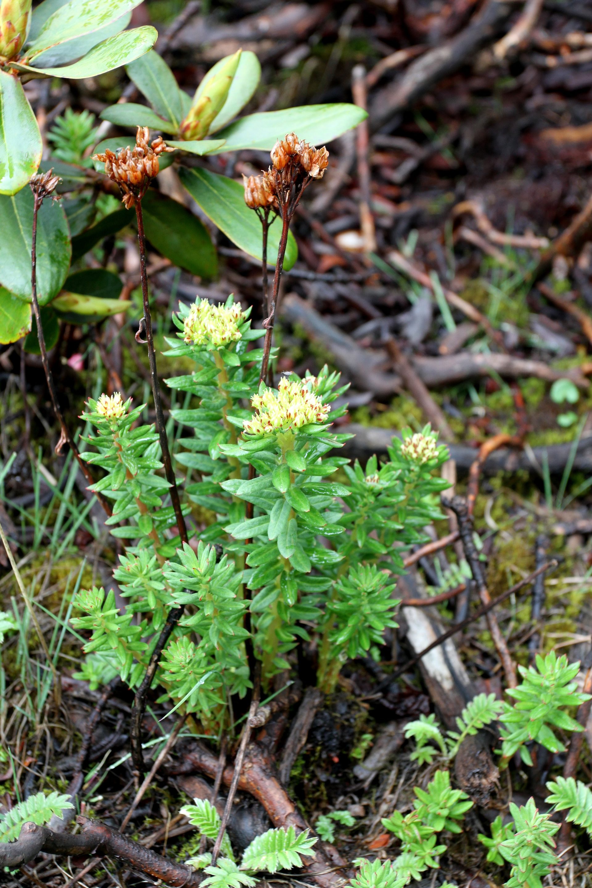 Rhodiola wallichiana — Crassulaceae