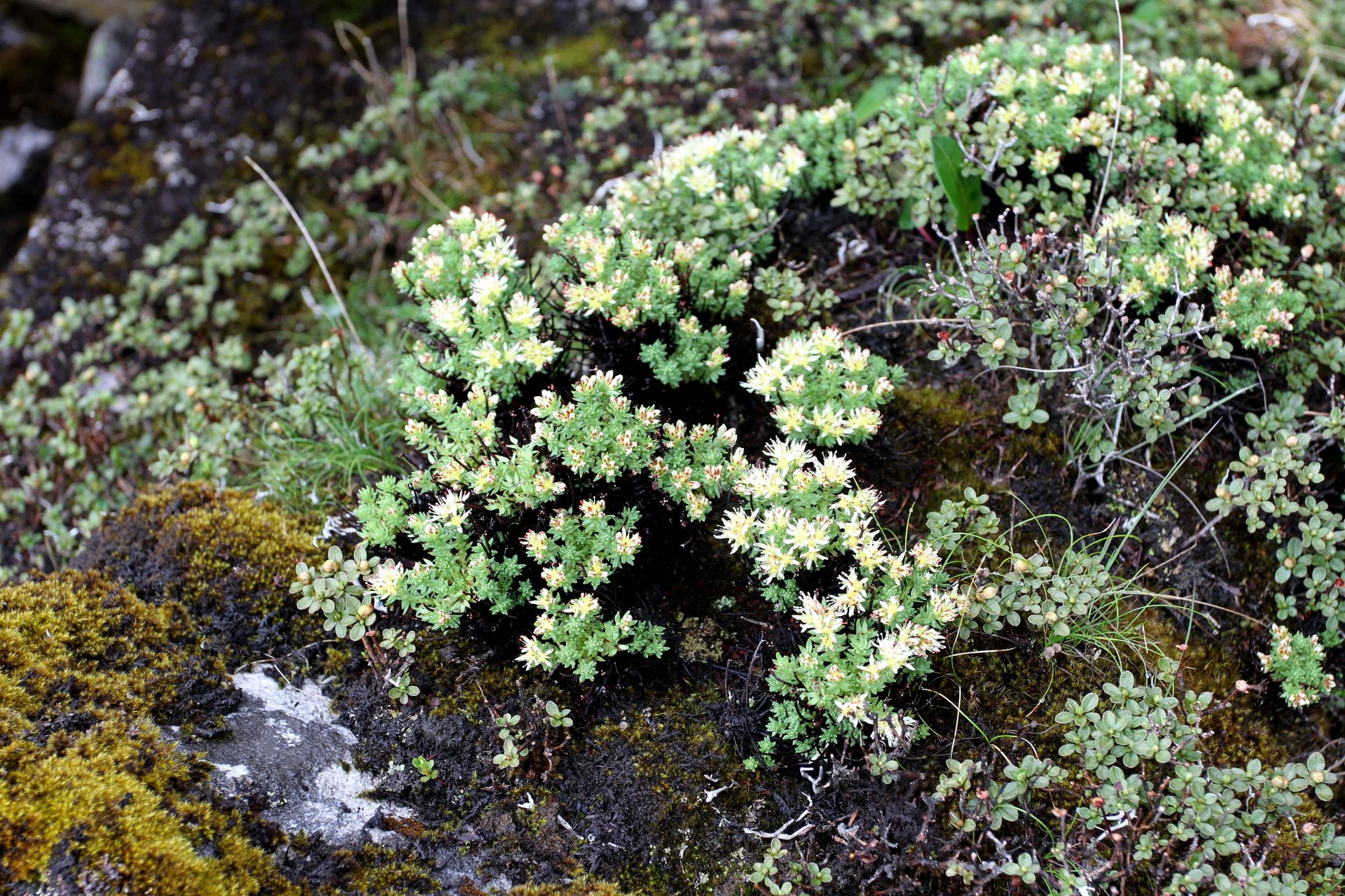 Rhodiola cretinii — Crassulaceae