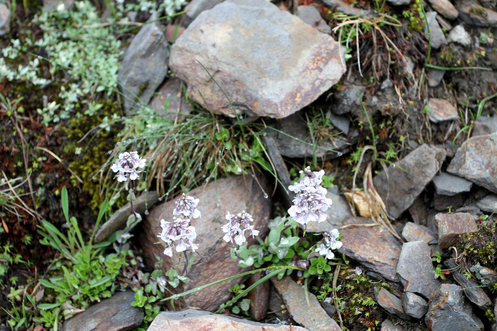Noccaea cochlearioides — Brassicaceae