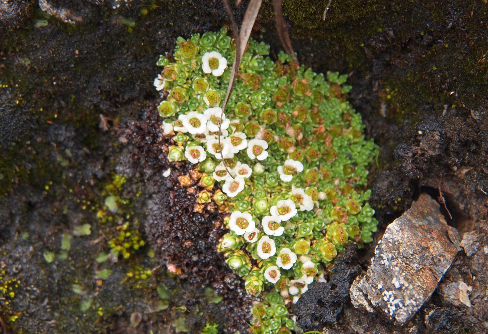 Saxifraga georgei — Saxifragaceae