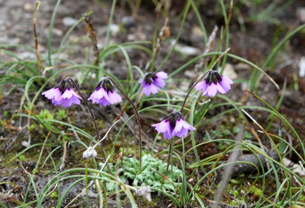 BhutanPG2011 299