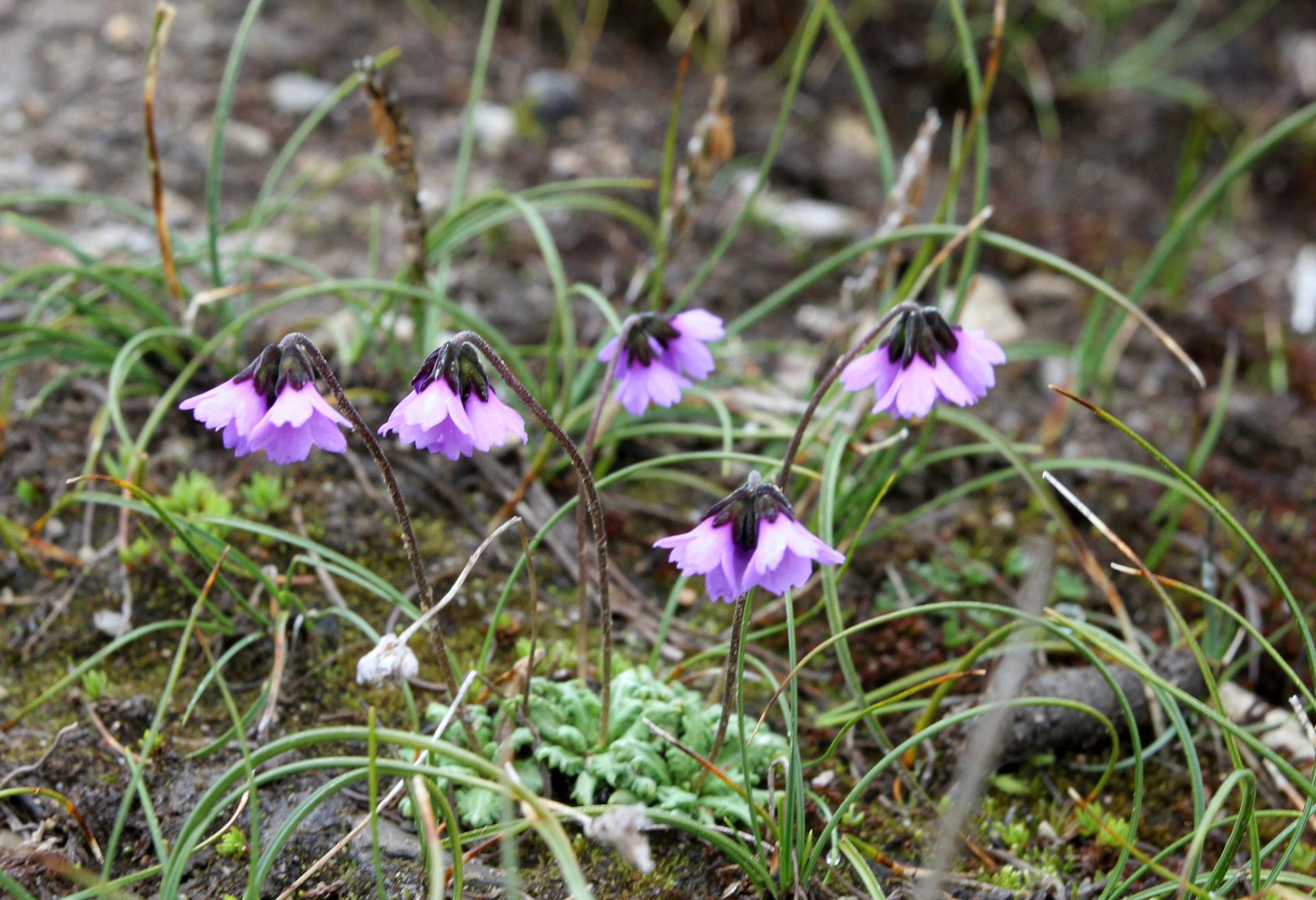 Primula sapphirina — Primulaceae