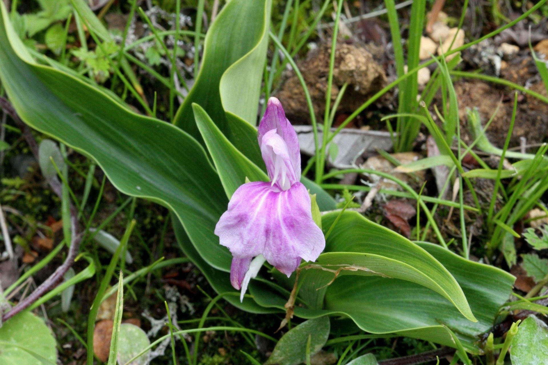 Roscoea tibetica — Zingiberacaea