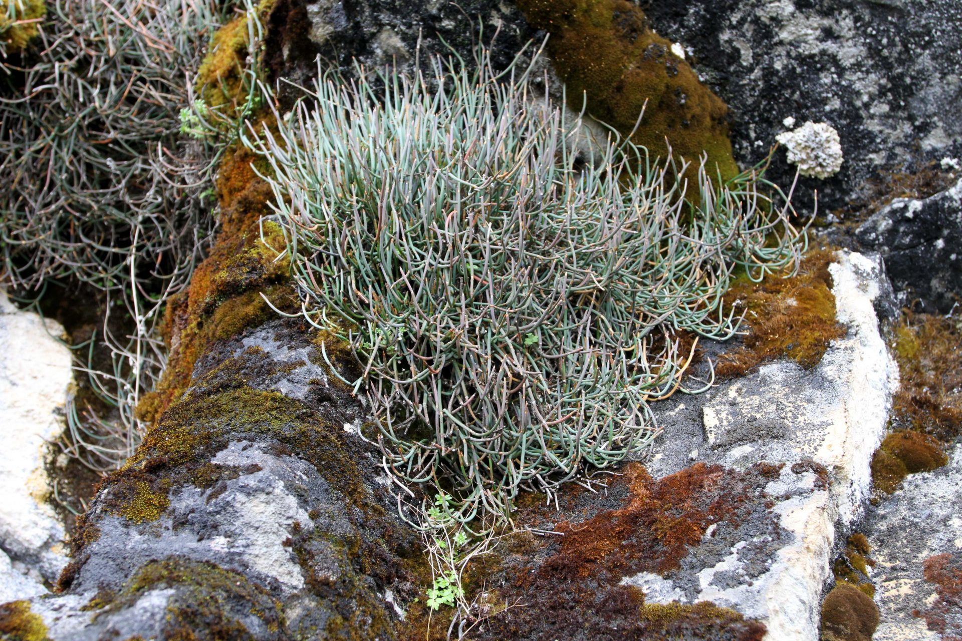 Ephedra gerardiana var. sikkimensis — Ephedraceae