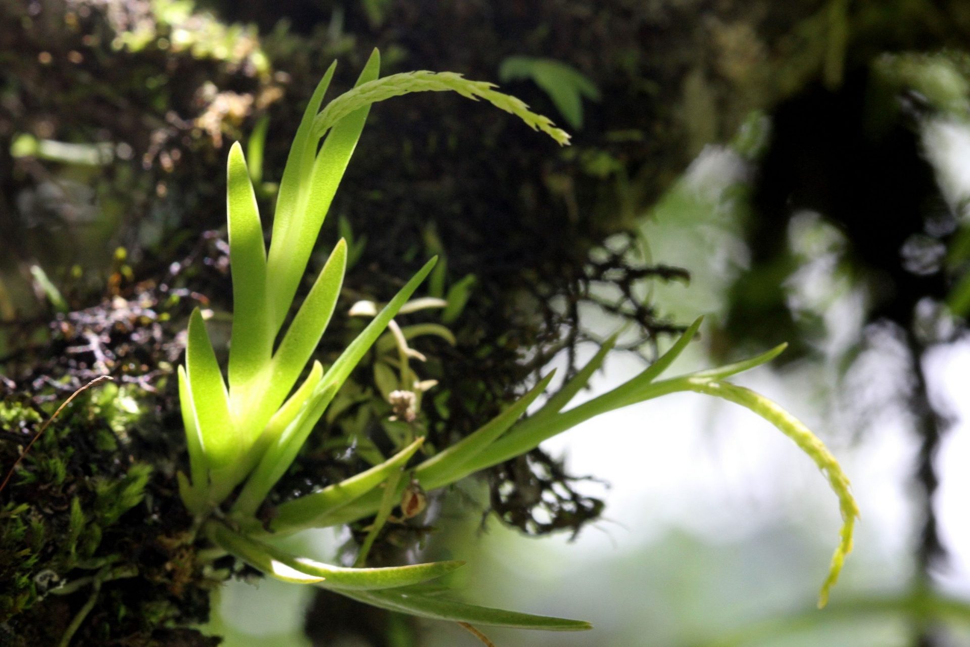 Oberonia obcordata — Orchideaceae