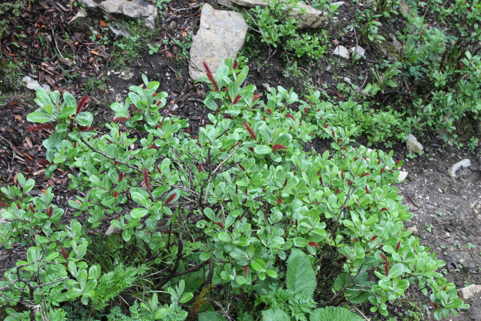 Salix daltoniana — Salicaceae