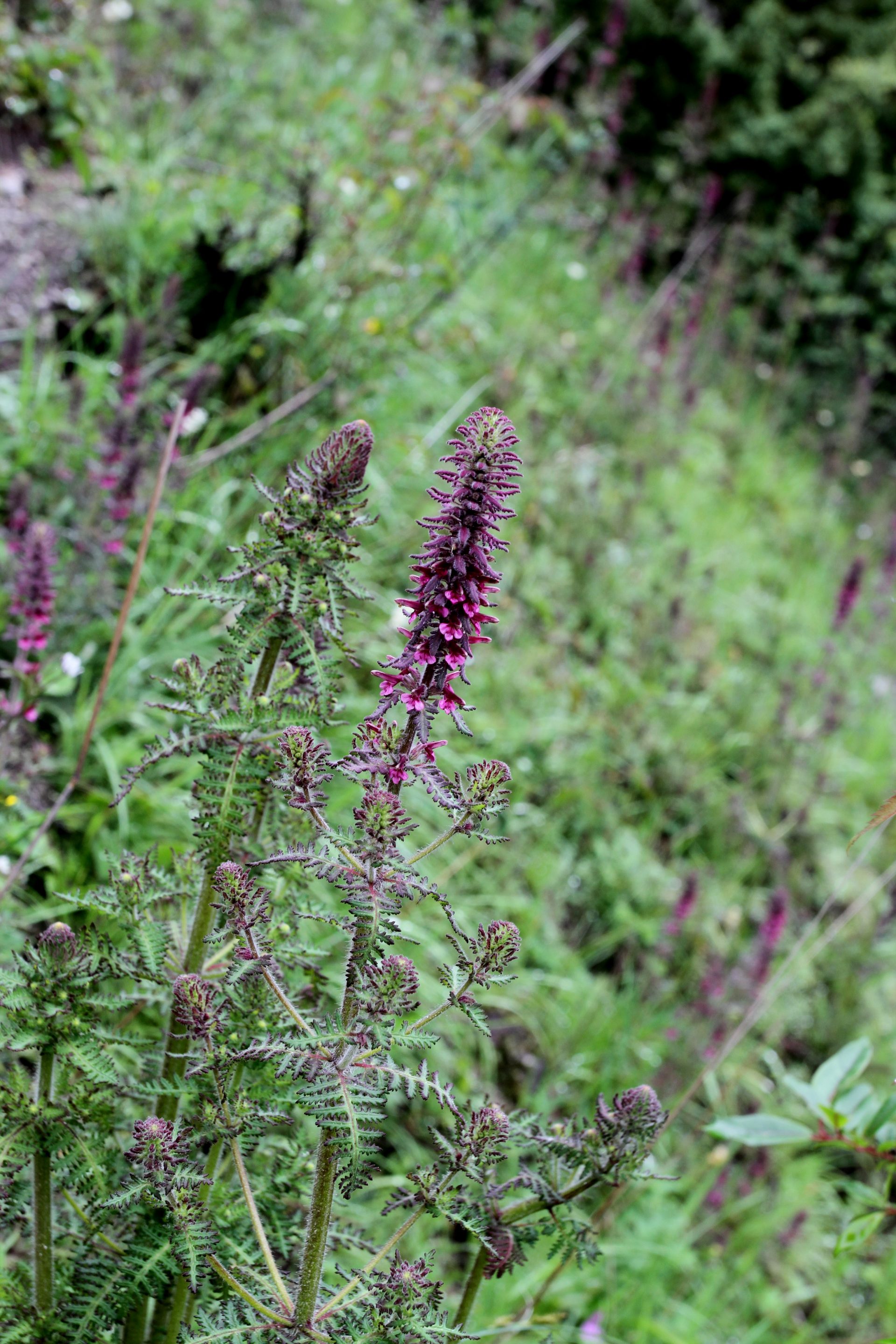 Pedicularis mollis — Orobanchaceae