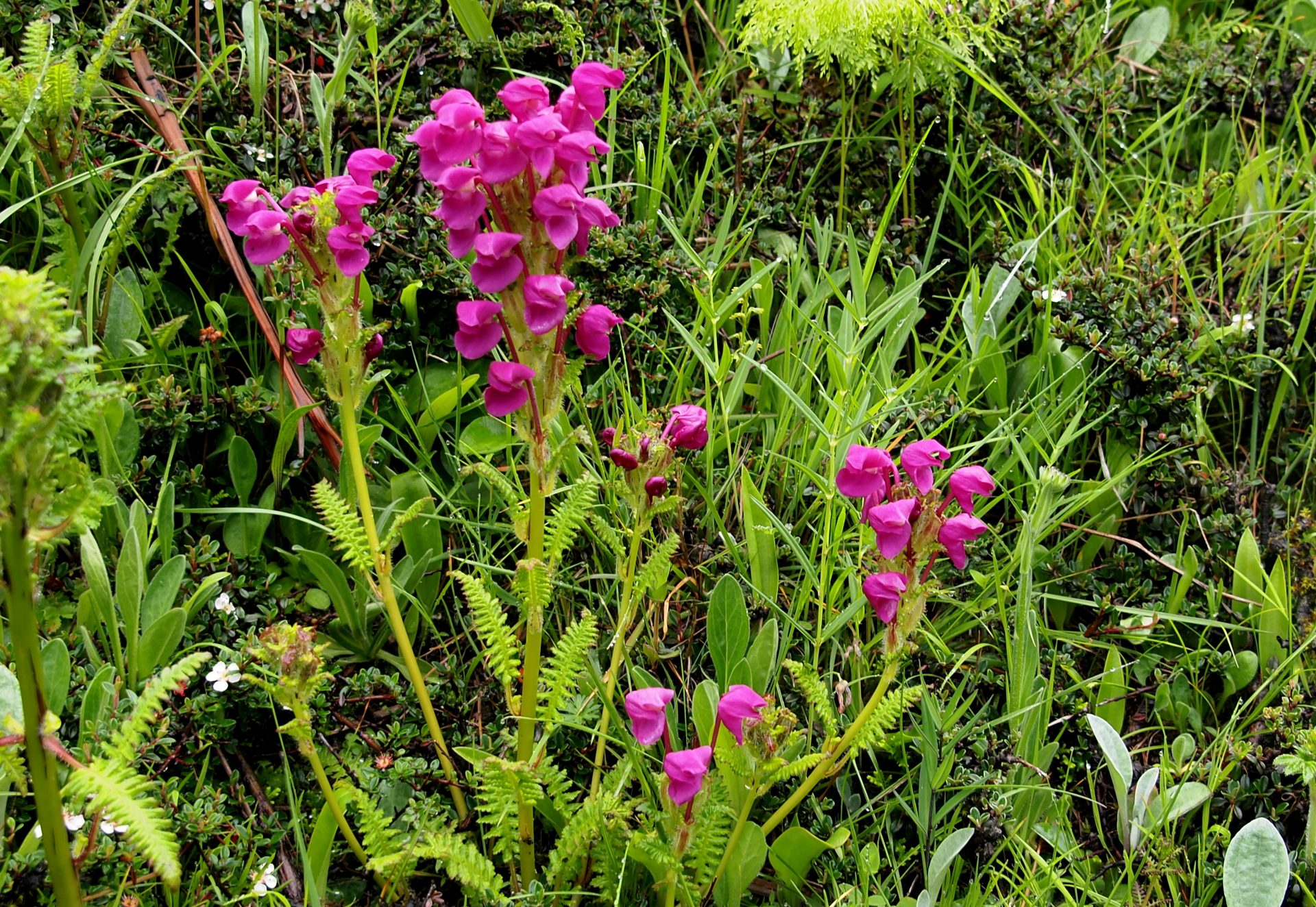 Pedicularis megalantha — Orobanchaceae