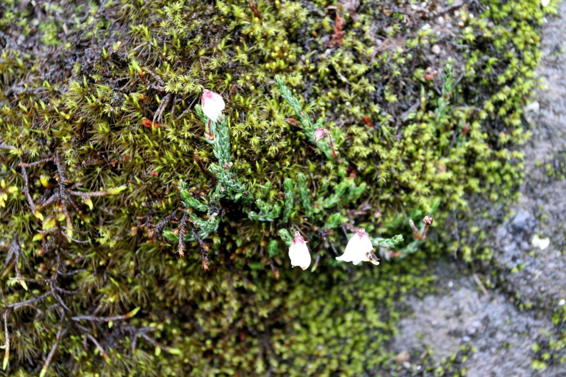 Cassiope selaginoides — Ericaceae