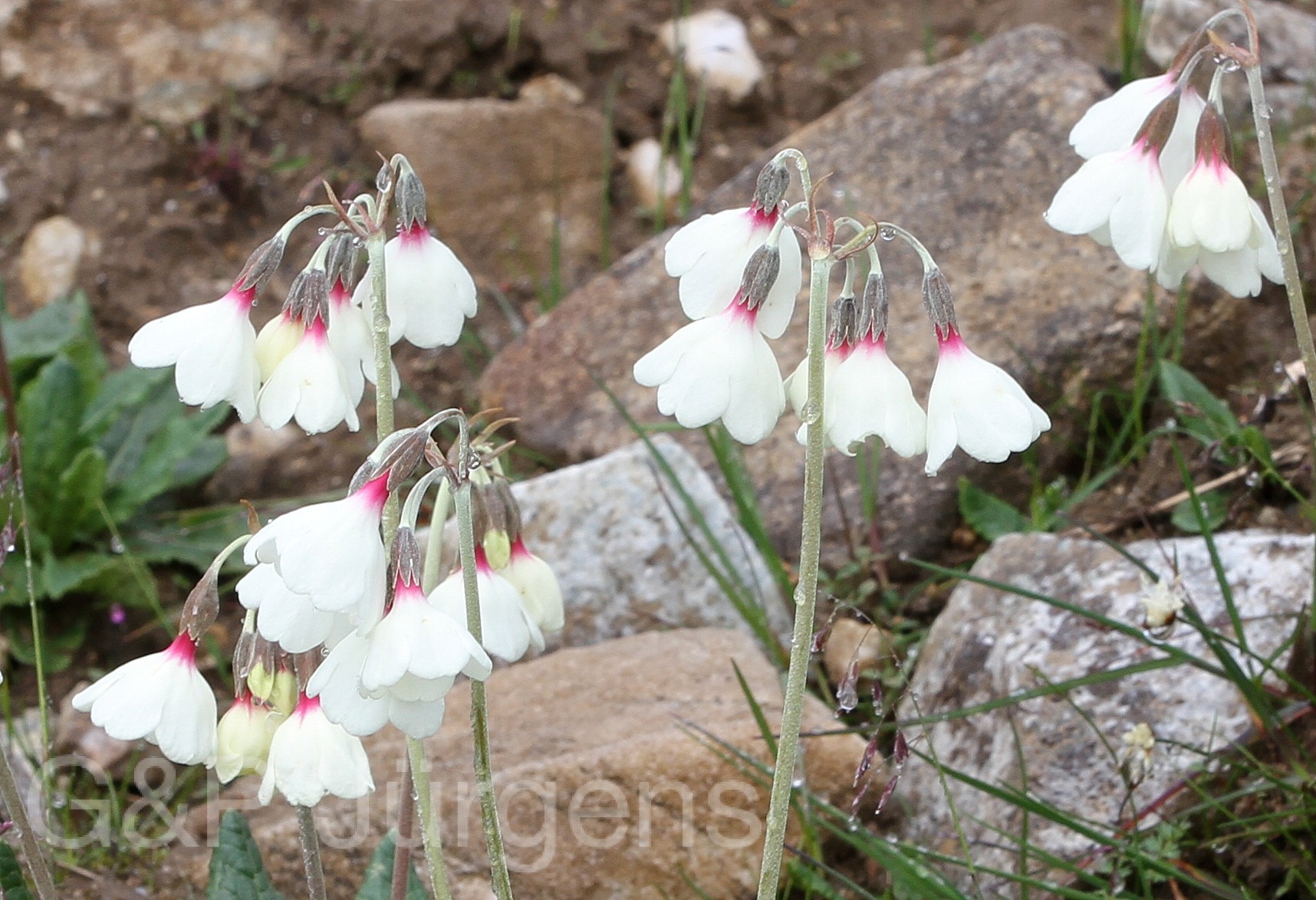 Primula obliqua — Primulaceae