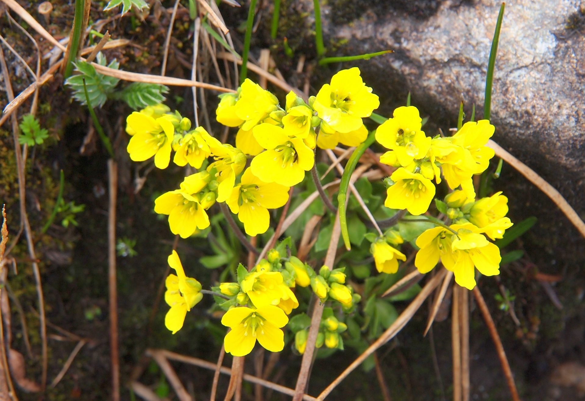 Draba bhutanica — Brassicaceae
