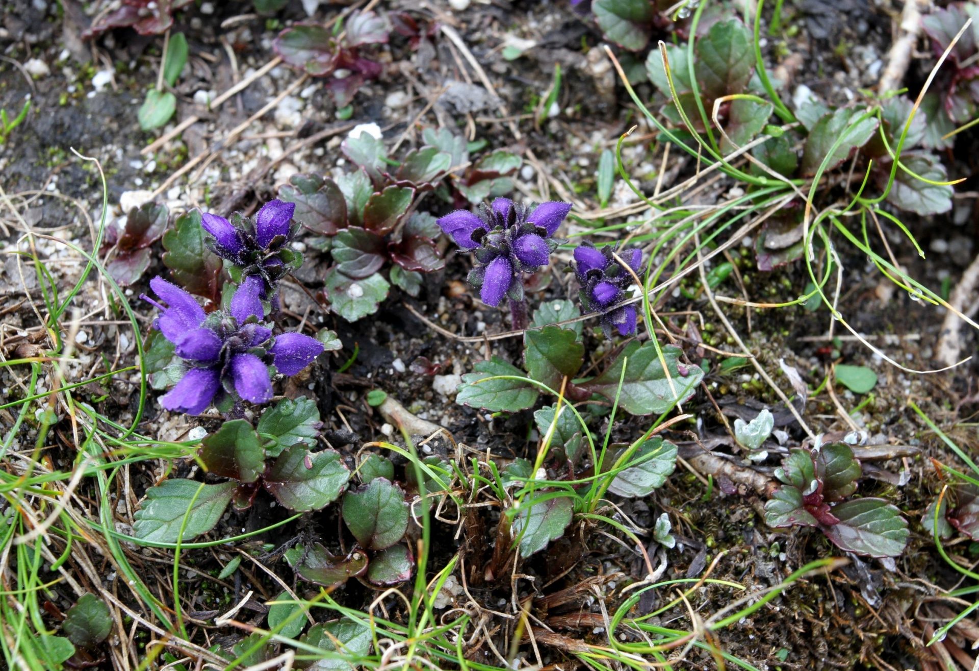 Neopicrorhiza minima — Plantaginaceae