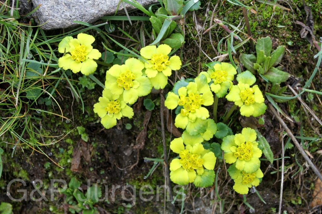 BhutanPG2011 422