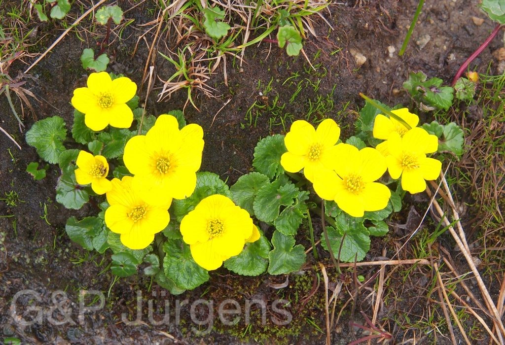 BhutanPG2011 448