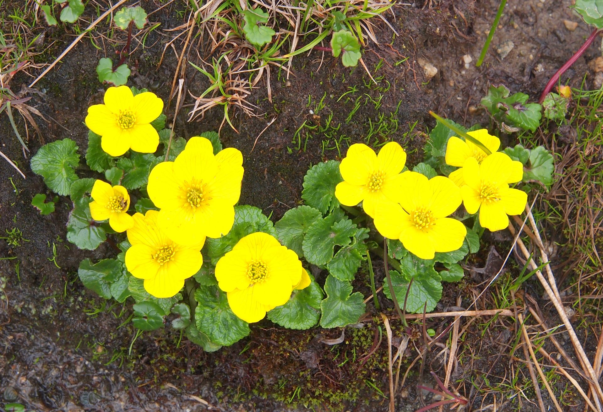 Caltha scaposa — Ranunculaceae