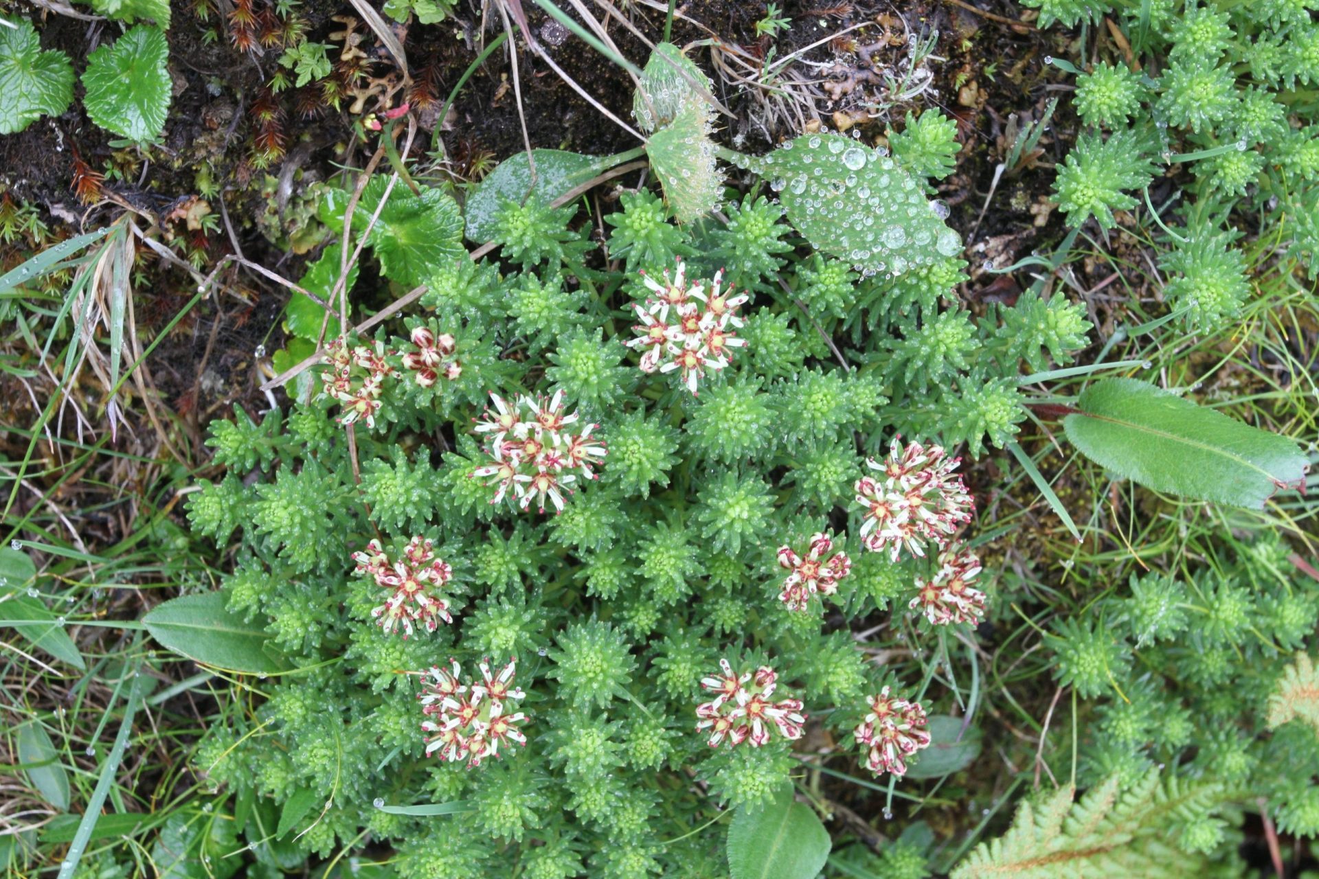 Sedum amabile — Crassulaceae