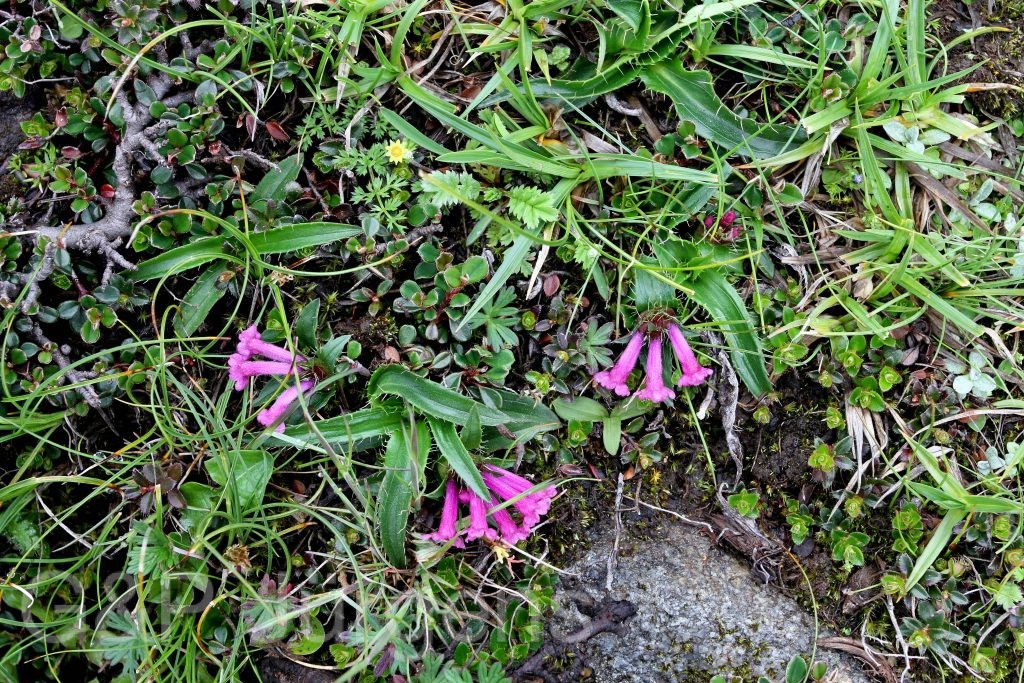 BhutanPG2011 472
