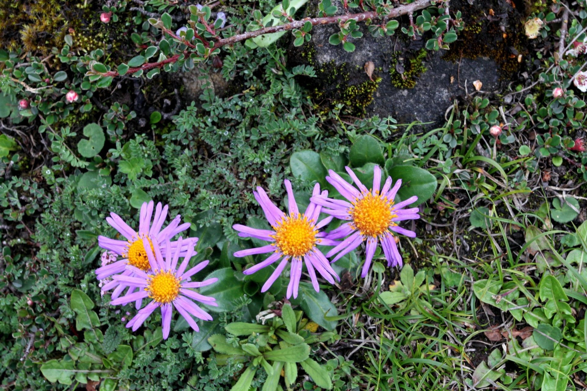 Aster souliei — Asteraceae
