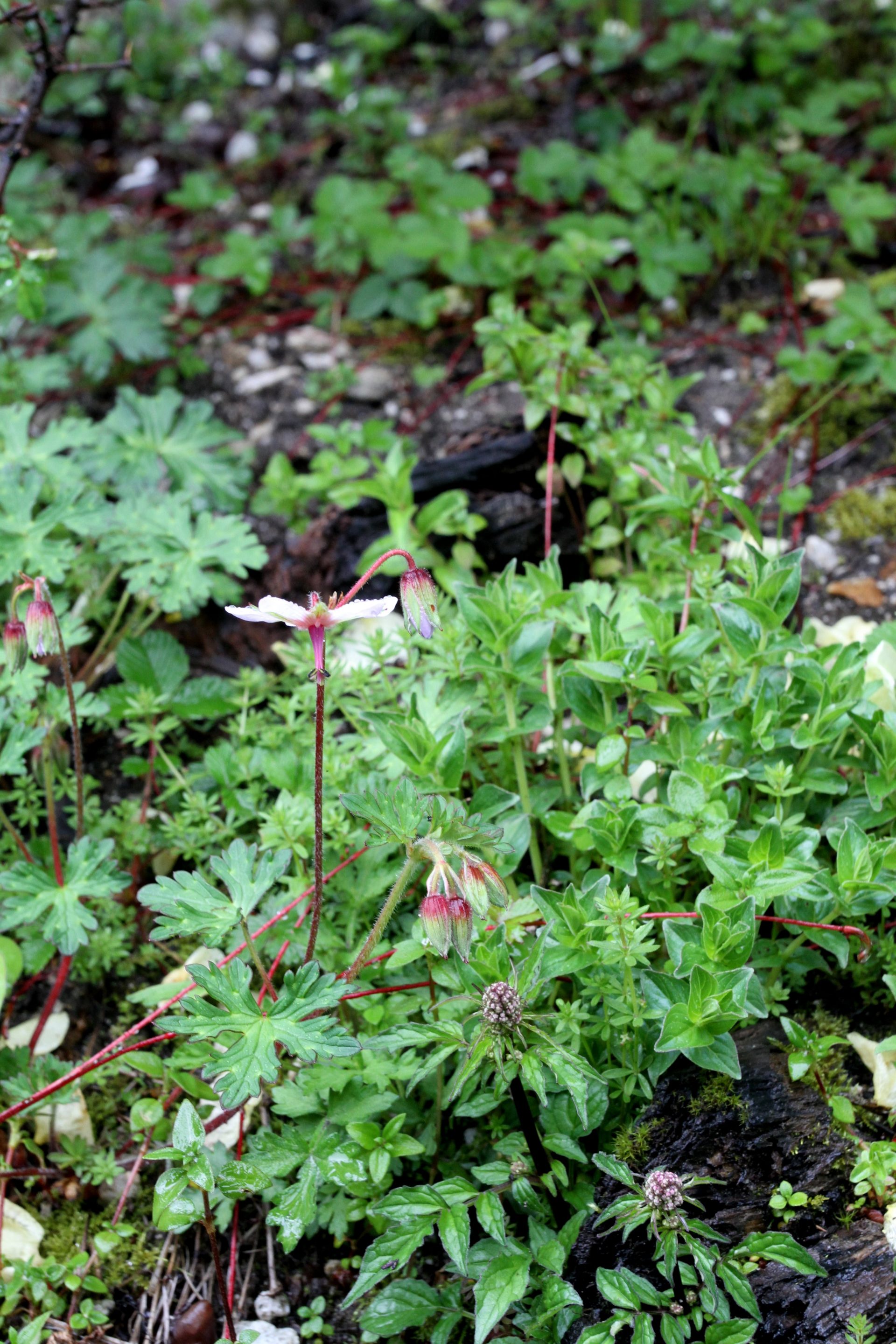 Geranium refractum — Geraniaceae