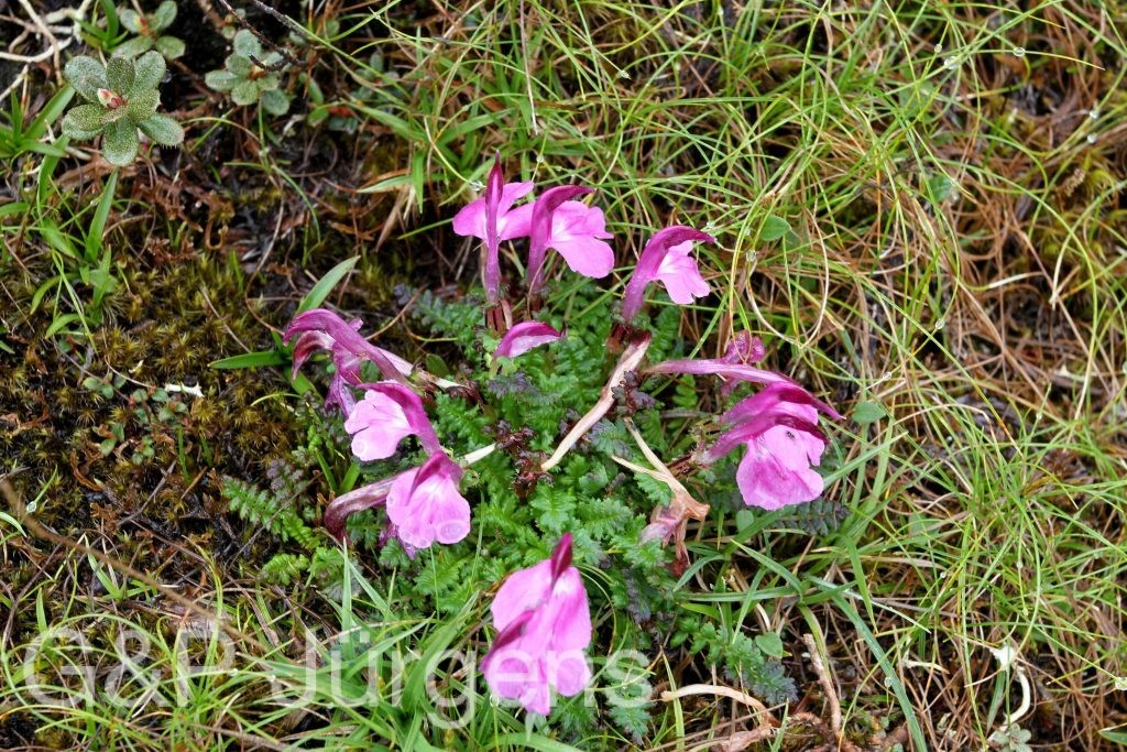 BhutanPG2011 521