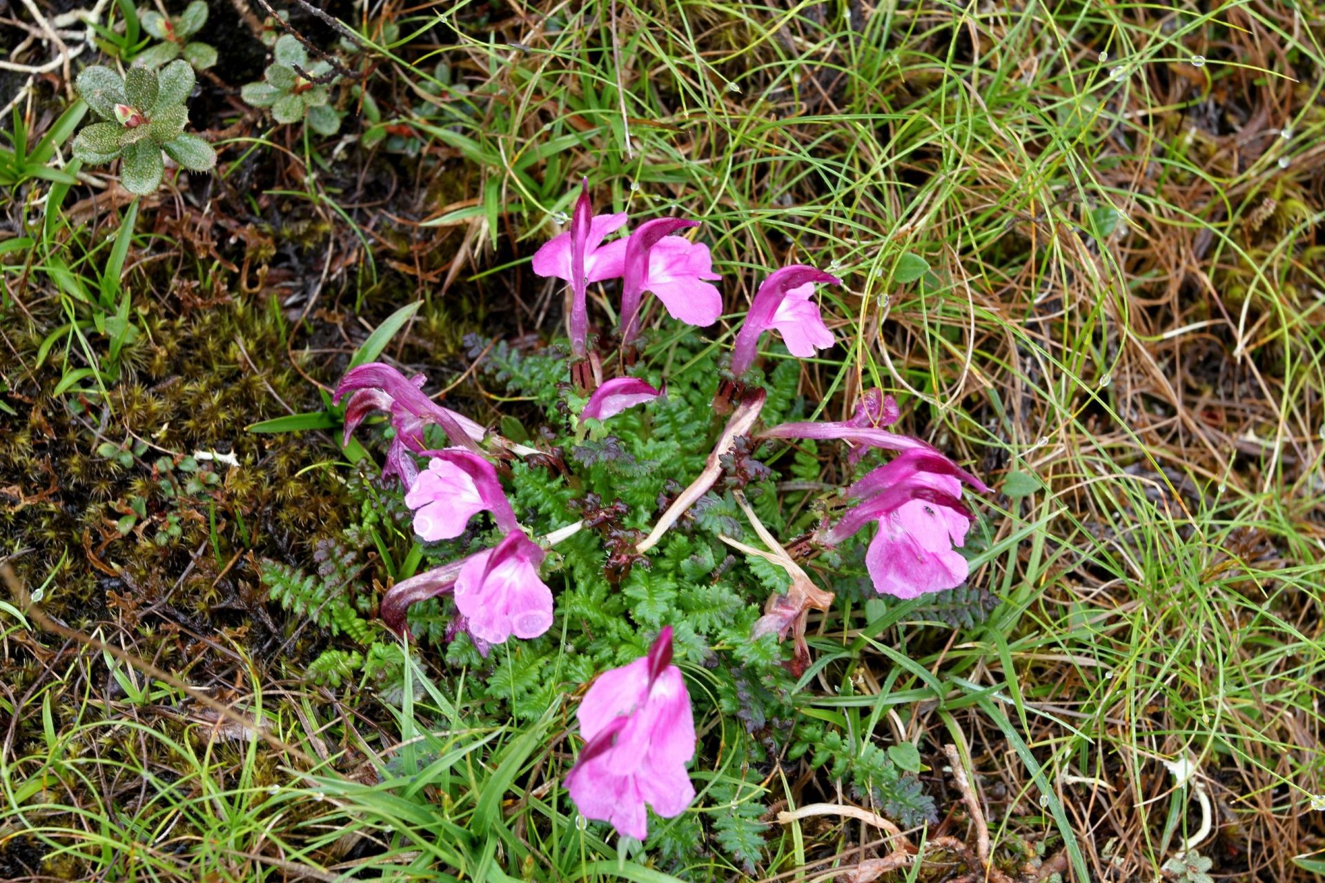 Pedicularis regeliana — Orobanchaceae