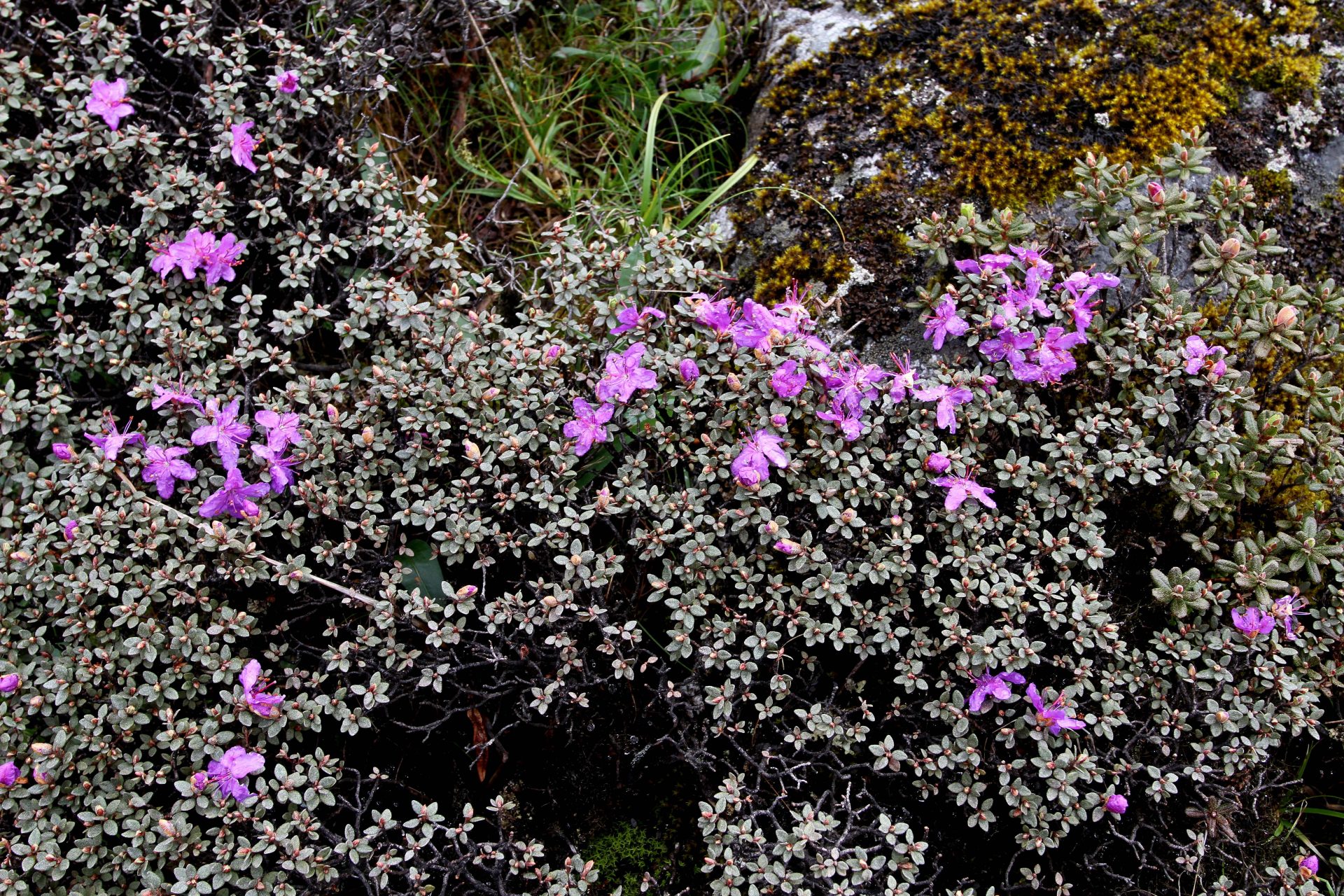 Rhododendron nivale — Ericaceae