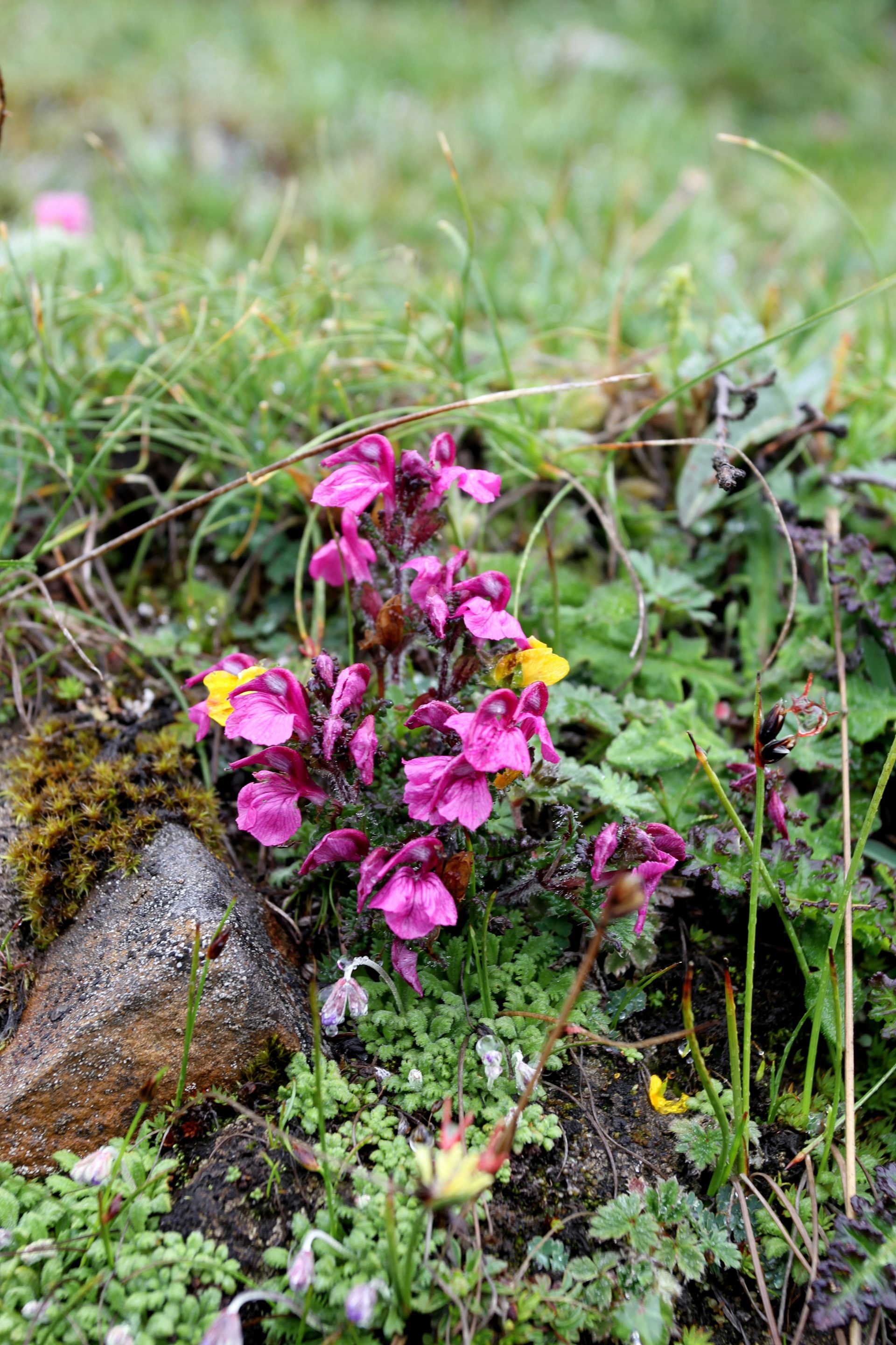 Pedicularis schizorrhyncha — Orobanchaceae