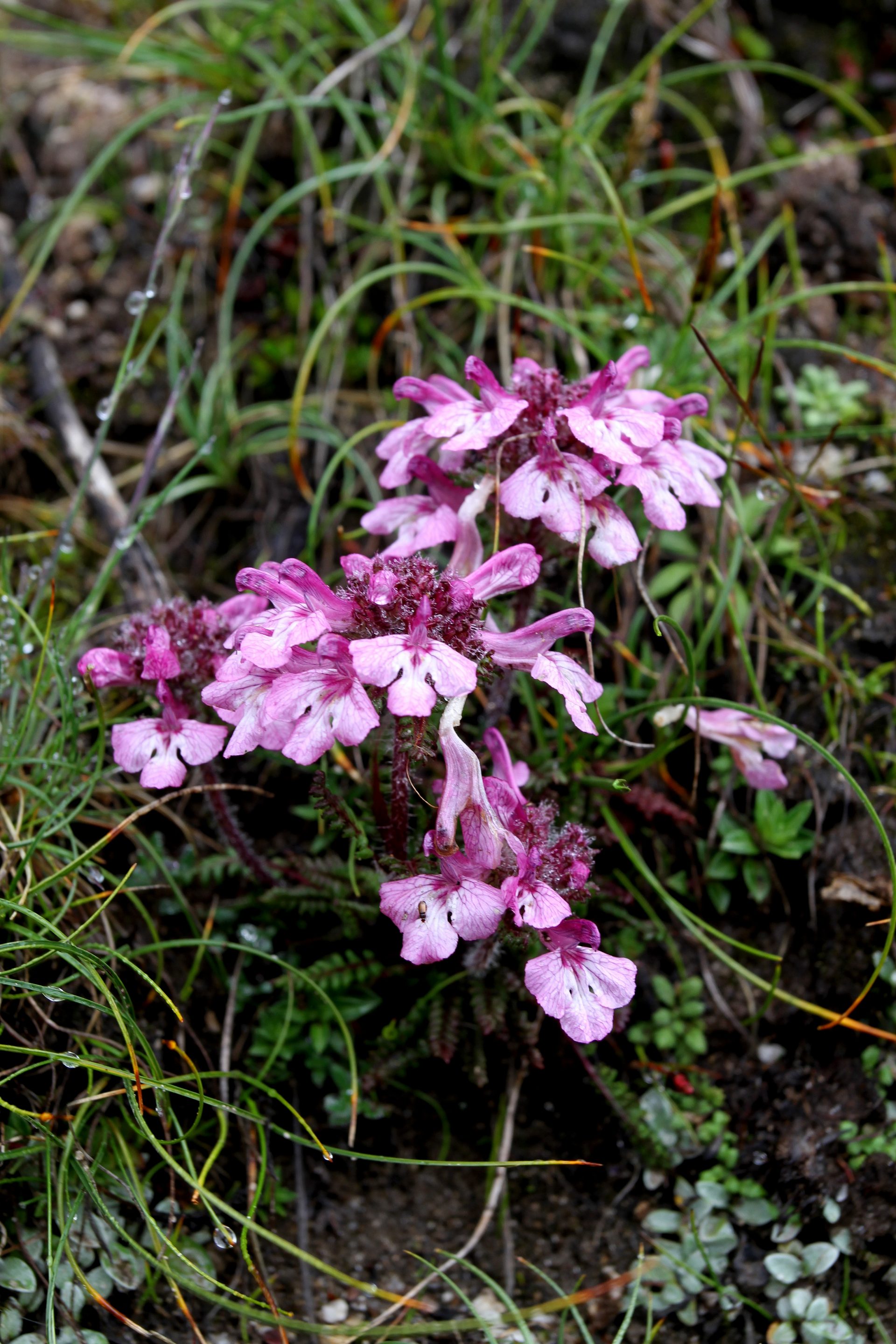Pedicularis roylei — Orobanchaceae