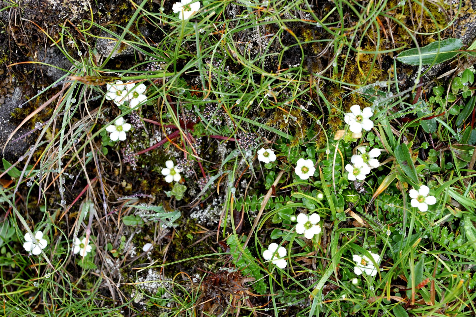 Parnassia delavayi — Celastraceae