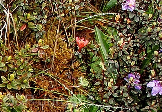 Rhododendron pumilum — Ericaceae