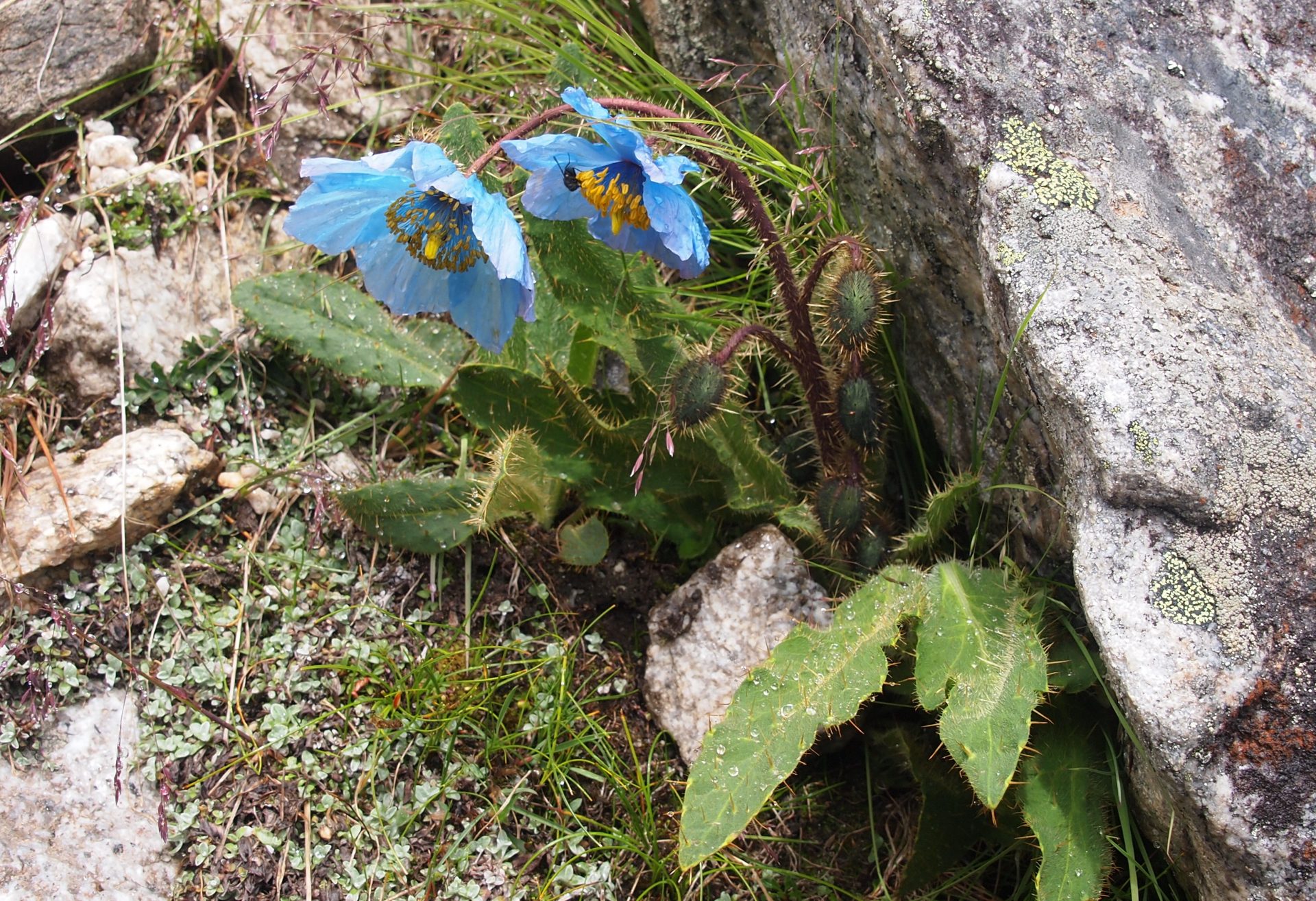 Meconopsis horridula — Papaveraceae