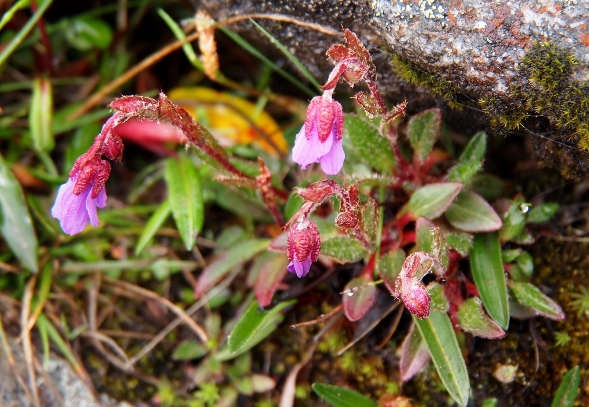 Saxifraga bergenioides — Saxifragaceae