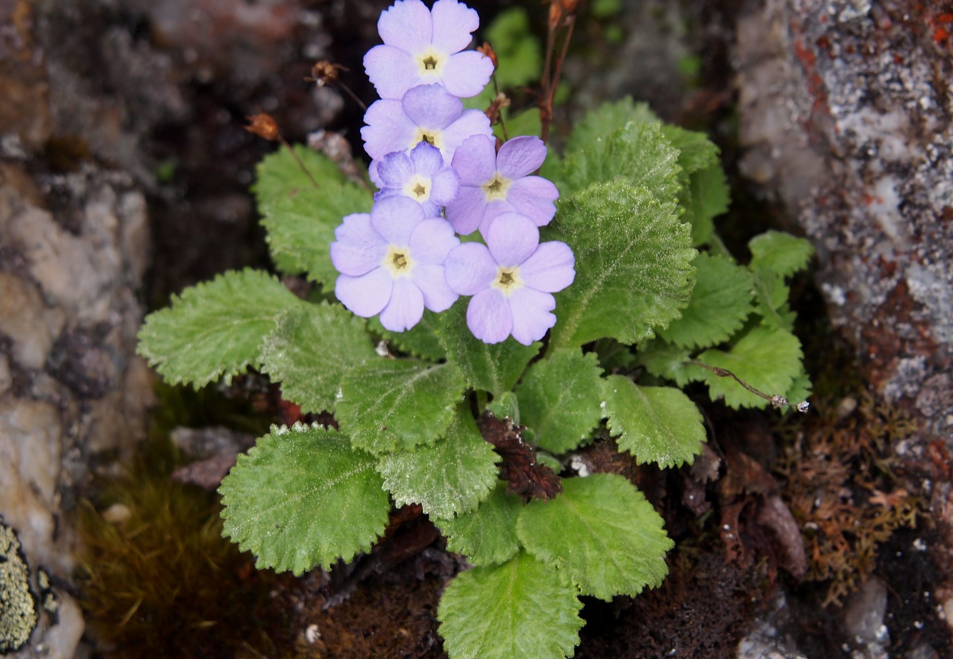 Primula caveana — Primulaceae