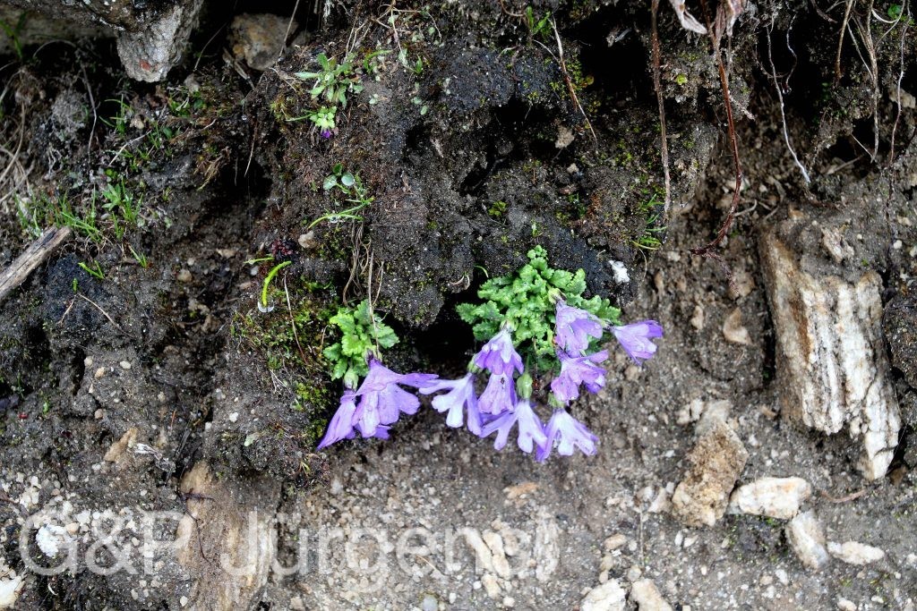 BhutanPG2011 561 1