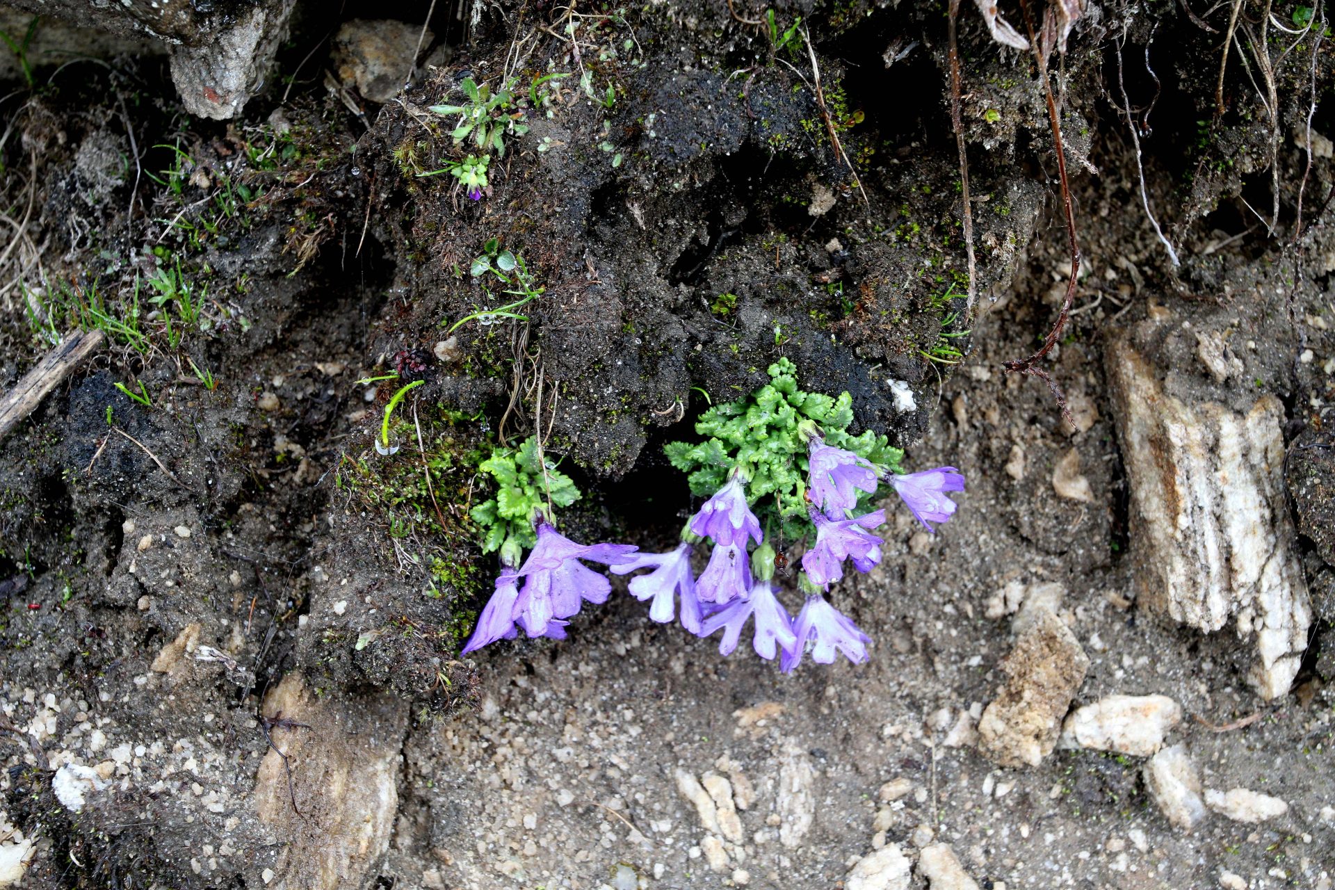 Primula tenuiloba — Primulaceae
