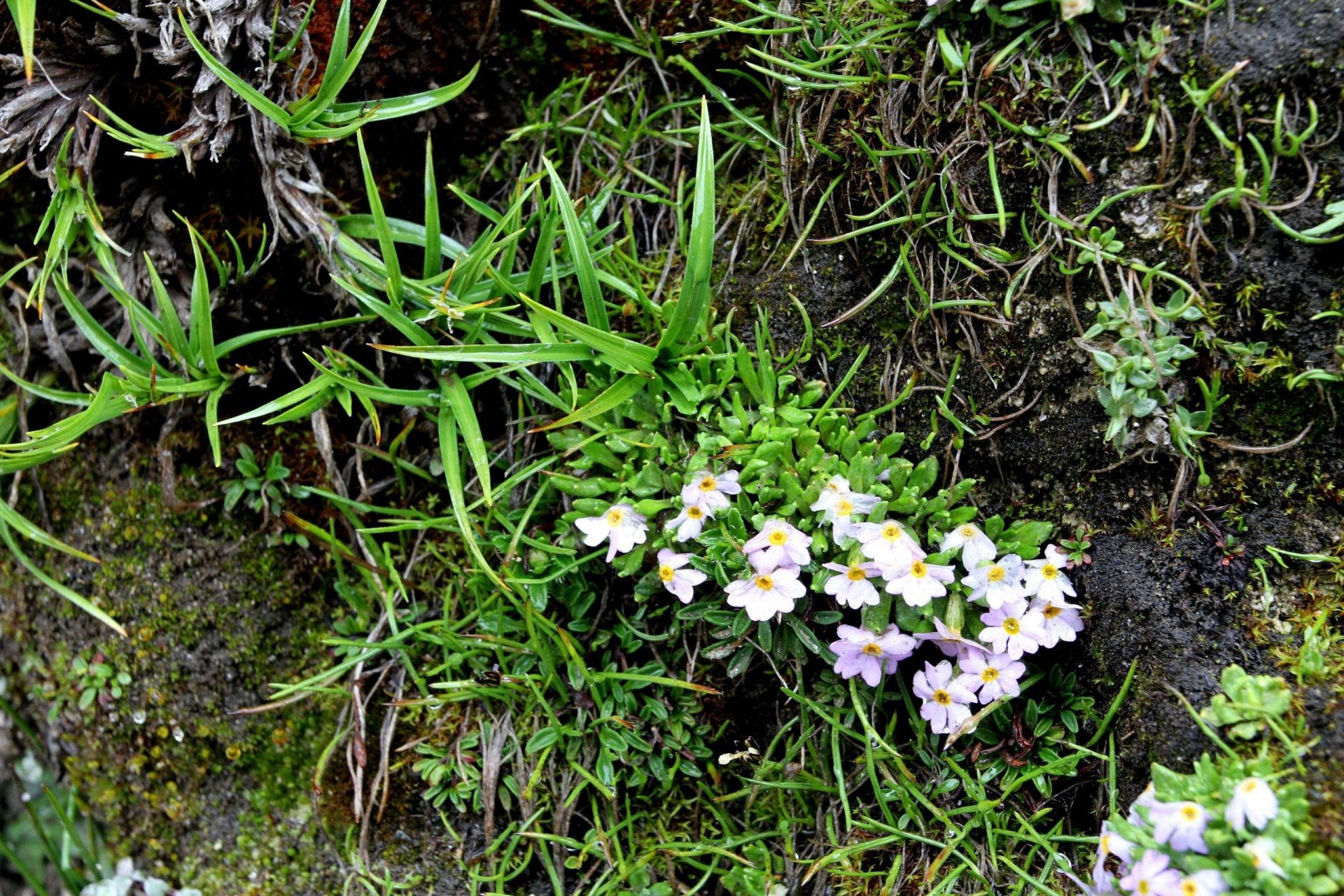 Primula concinna — Primulaceae