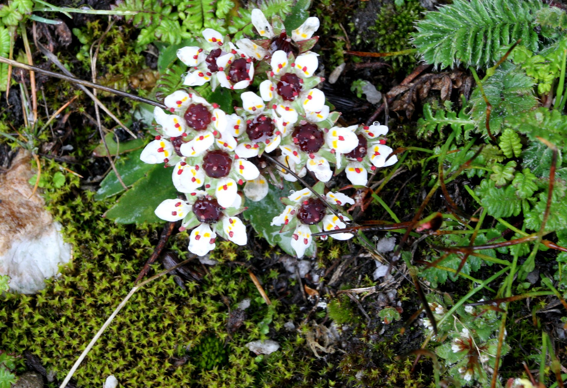 Micranthes melanocentra — Saxifragaceae