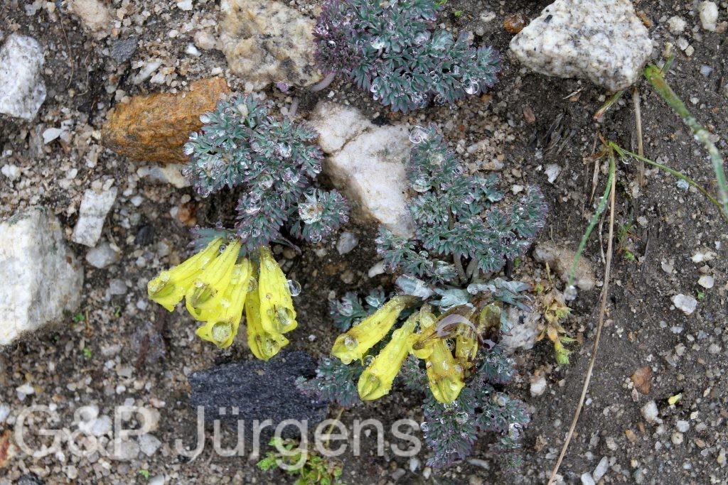 BhutanPG2011 568 01