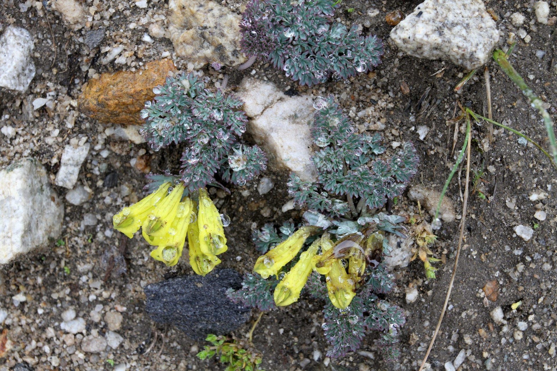Corydalis calliantha — Papaveraceae
