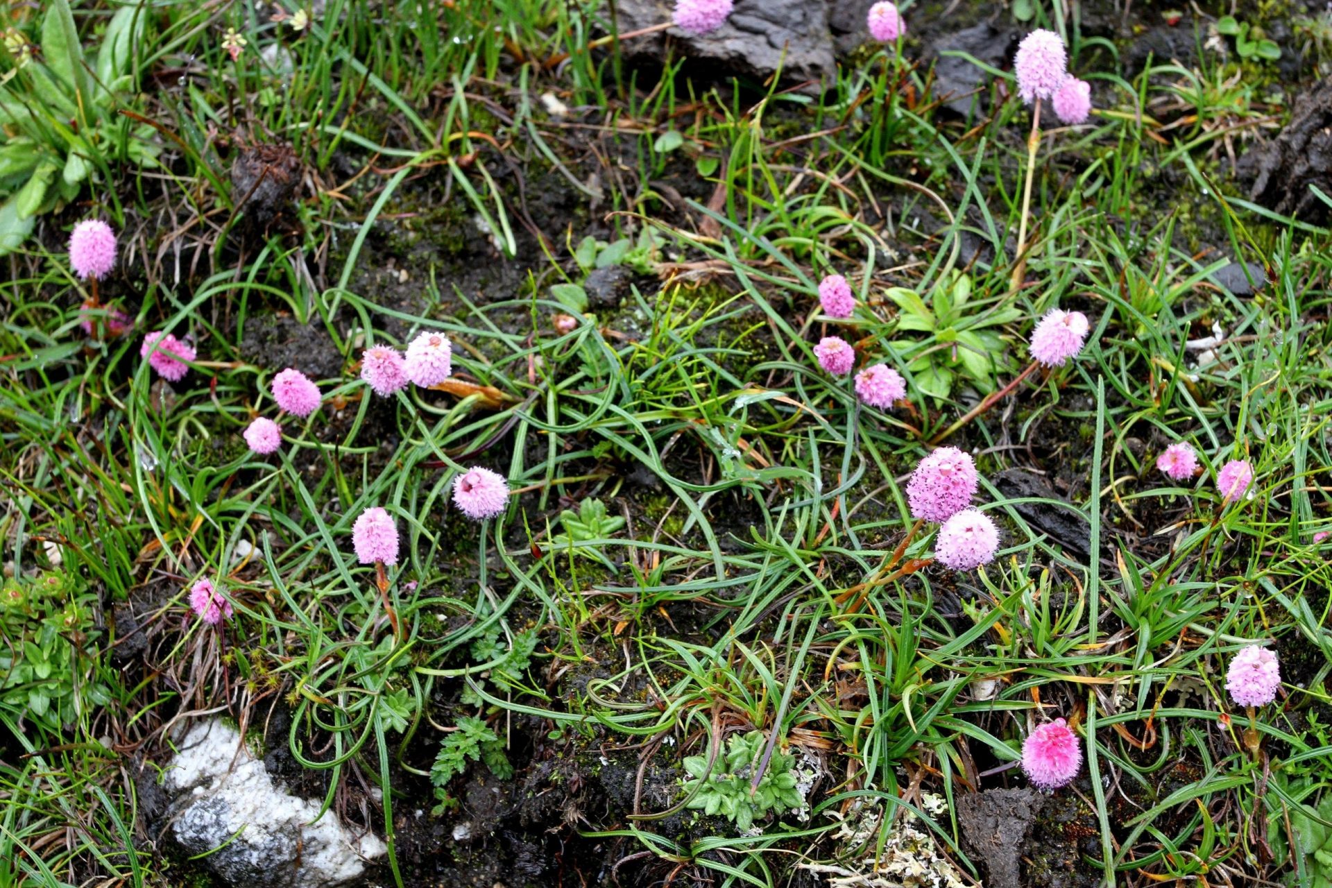 Bistorta emodi — Polygonaceae