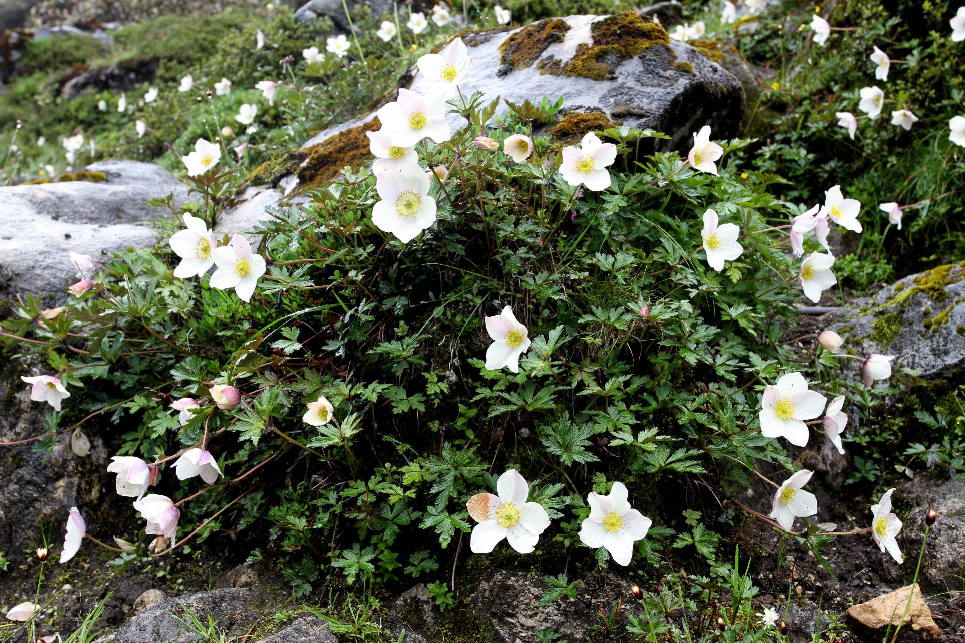Eriocapitella rupicola — Ranunculaceae