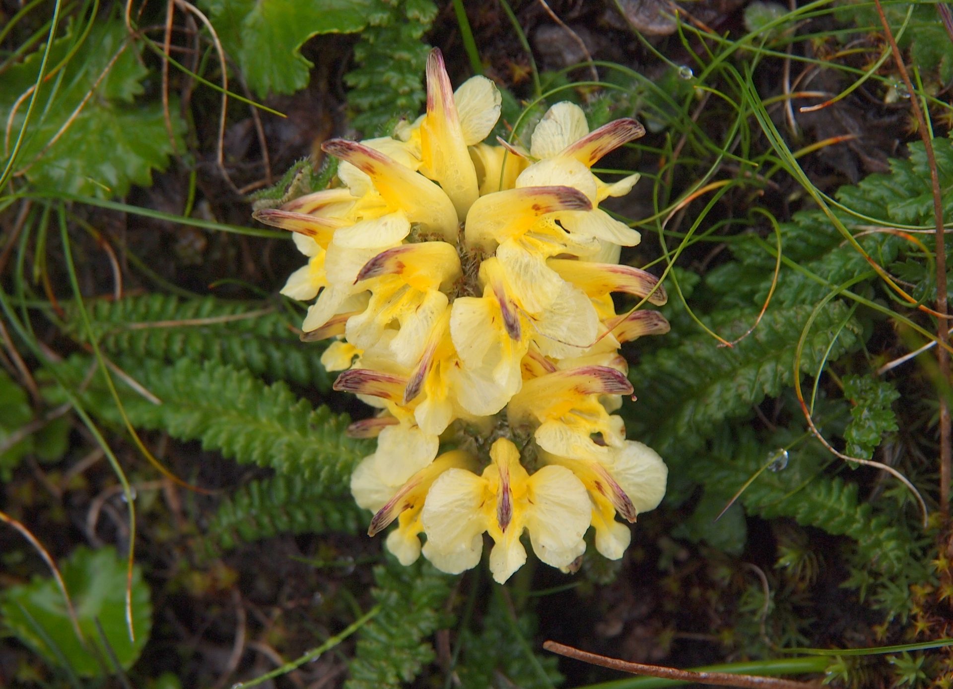 Pedicularis oederi var. sinensis — Orobanchaceae