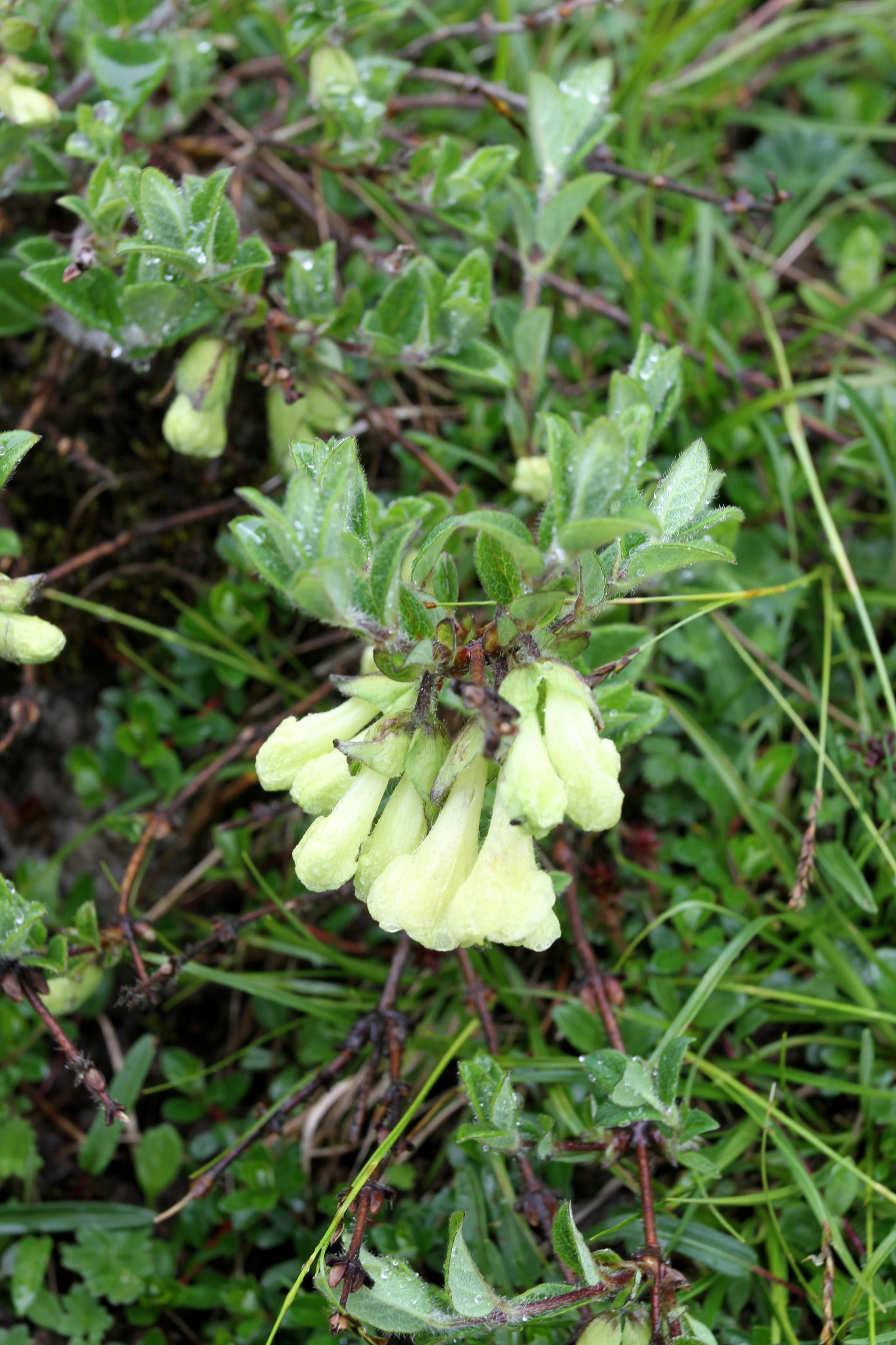 Lonicera hispida — Caprifoliaceae