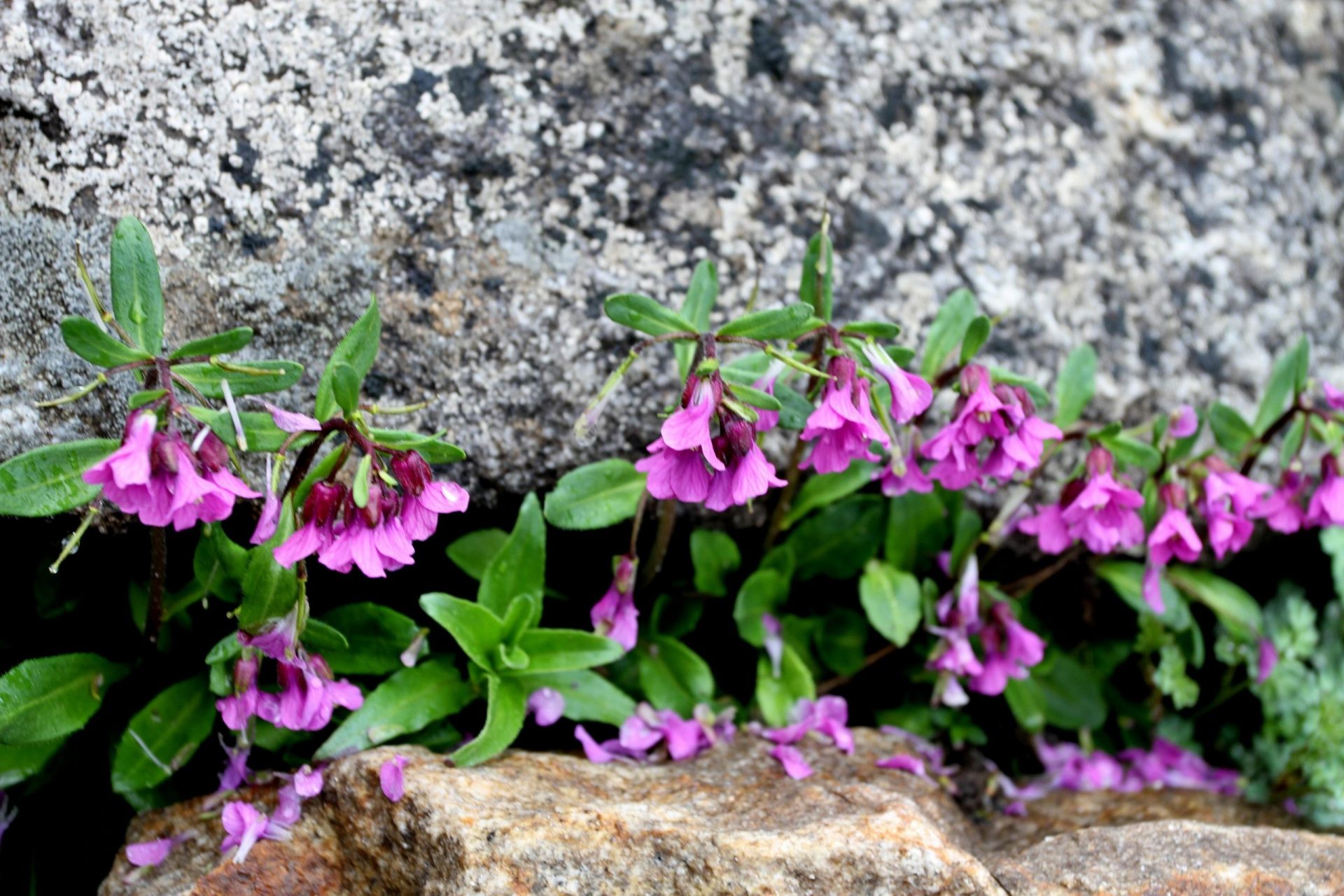 Cardamine violacea — Brassicaceae