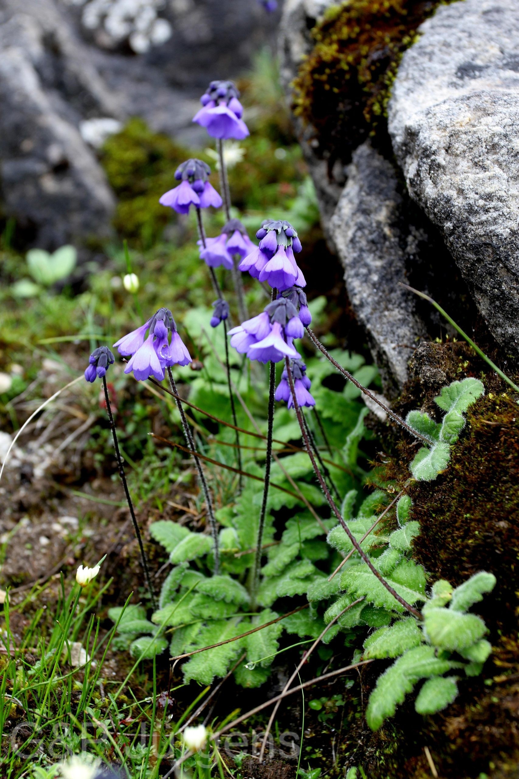 Primula umbratilis — Primulaceae